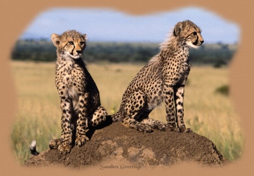cats