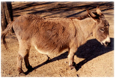 Donkey"
